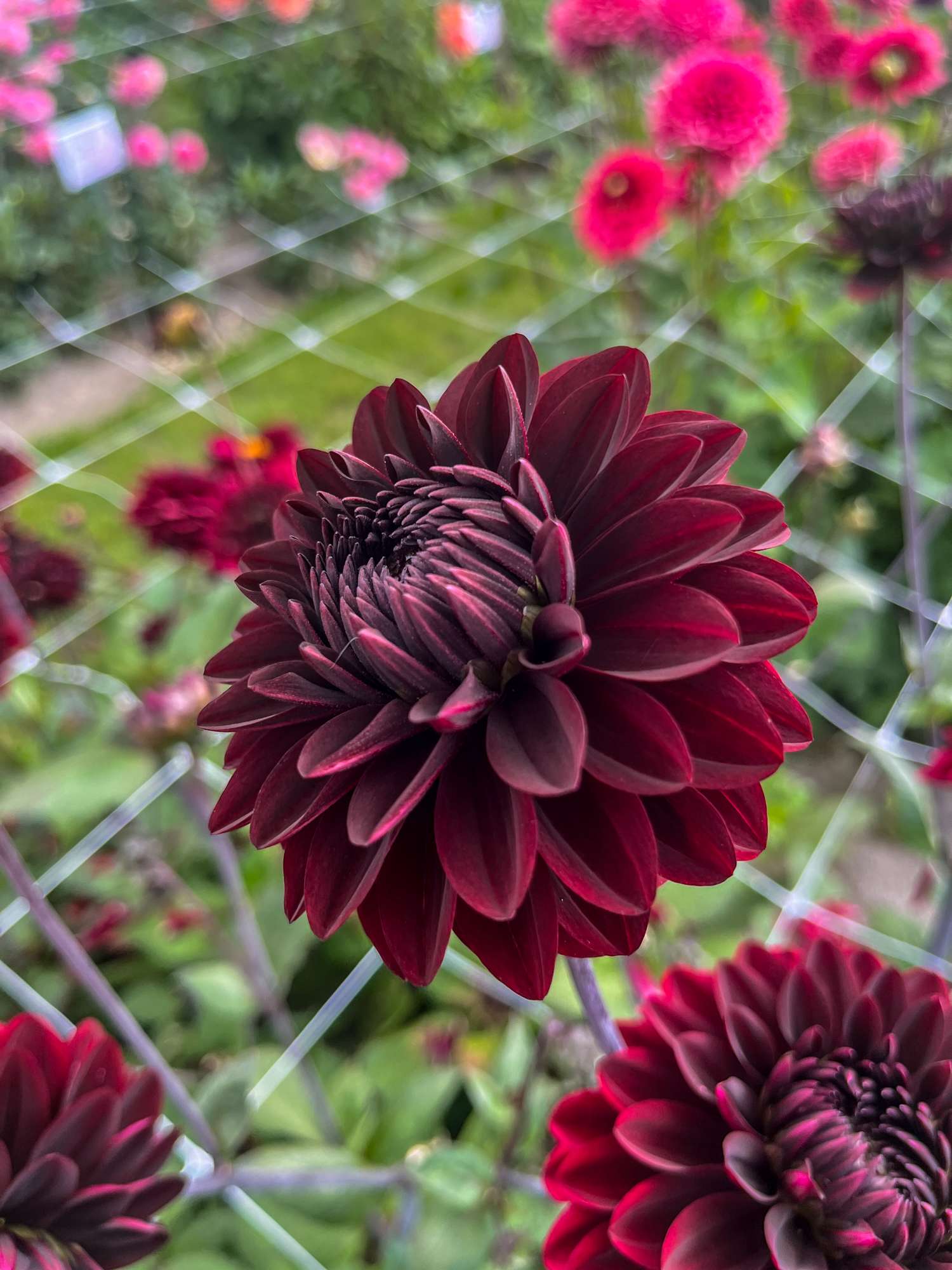 Dahlie 'Dark Destiny'